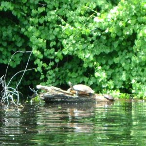 More residents of swamp