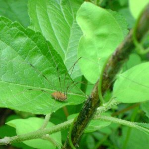 swamp creepy crawly