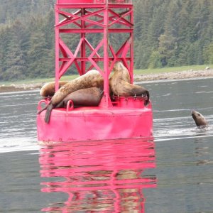 Inside Passage 2011 - Wrangel Narrows Buoy