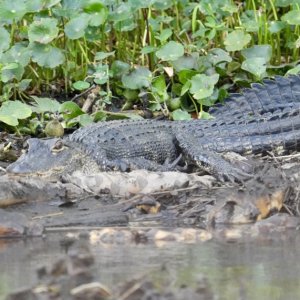 sometimes the gators are hard to spot