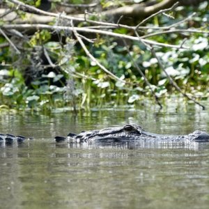 Sometimes the gators swim.