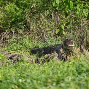 And some gators want to eat you