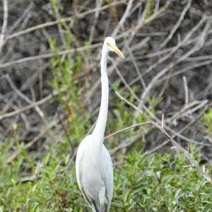 Great Egret