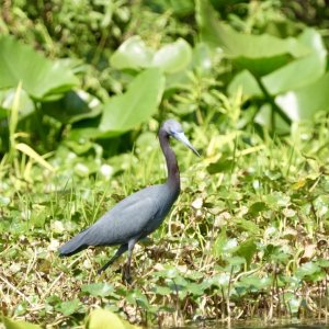 small blue heron