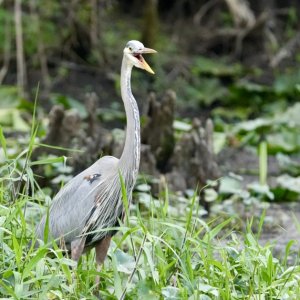 When the Great Blue Heron speaks--he warns you about the man eating alligator around the corner.