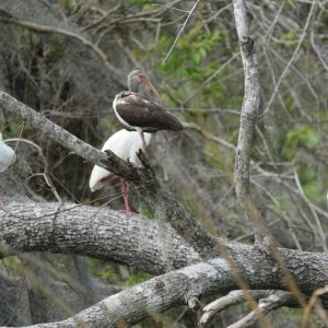 and more Ibis.
