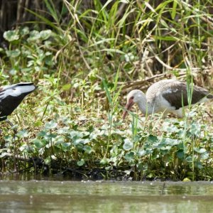 White Ibis, and black???