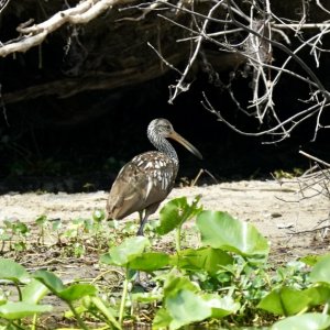 Limpkin