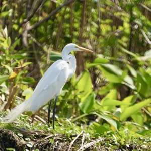 Great Egret