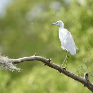 Snowy Egret??