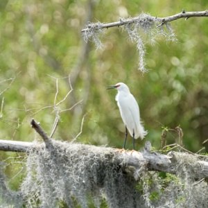 Snowy Egret?
