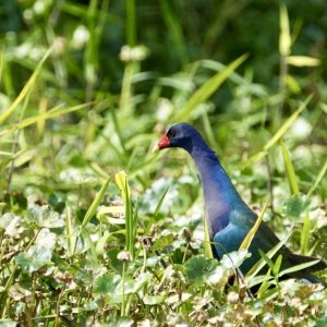 Purple Gallinule