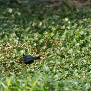 back side of Purple Gallinule