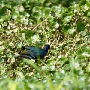 Purple Gallinule