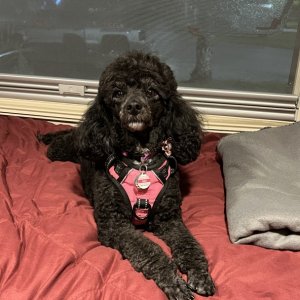 Complete with a great bed for Bob (er Gigi! she sleeps in her crate at night, but in the evenings gets cuddles from her trainer)