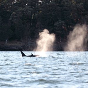 West Sound, Orca\'s Island. Pulled the anchor and followed these guys around for a couple of hours