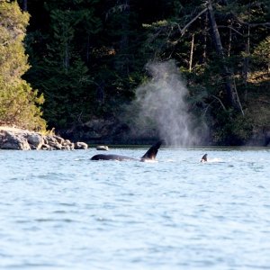 West Sound, Orca\'s Island