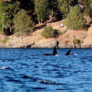 West Sound, Orca\'s Island