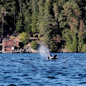 West Sound, Orca\'s Island