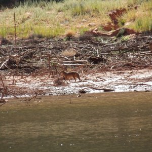 One of my neighbors at an anchorage that was the start of my favorite hike.