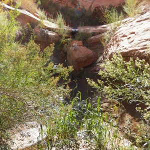 The source of the stream was springs seeping out of the Kayenta layer on the canyon's south side.  If you are a bird watcher, just sit here for a minute.