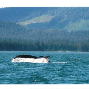 Media 'Humpback in Clarence Strait, Ak' in album 'Digital Pictures 009'