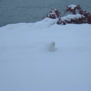 Media 'Yuma is looking better and better...' in album 'Snow Cone'