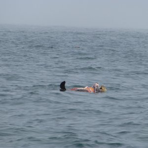 2012 Nootka Sound Sea Otter eating his lunch