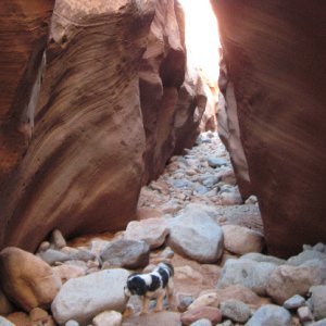 Baxter Loves the Slot at Smith Fork Canyon 9-20-10
