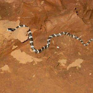 Snake in Slot at Smith Fork Canyon 9-20-10