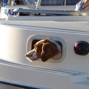 Cute Brittany on the C-Hawk, by Marti