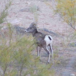 Big Horn Sheep in Rock Creek Canyon