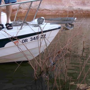 Halcyon anchored with Paperclip on twig