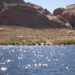 Oak Canyon Gathering by Rana Verde