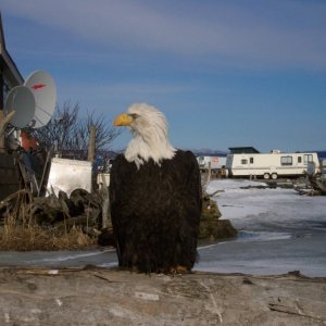 Eagle