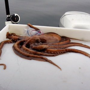 Another species that like shrimp, but only the big ones