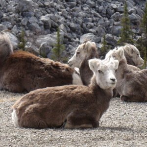 Stone Sheep