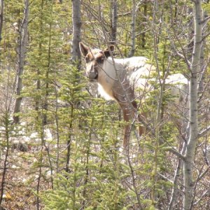 Caribo near Munchu Lake, Alaska Highway.