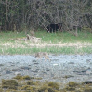 Black bear & wolf North Finger Bay, Glacier Bay
