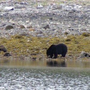 Very large & fat black bear not long out of hibernation, Glacier Bay