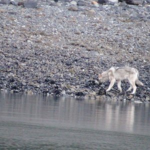 This is the 2nd wolf we saw in North Finger Bay
