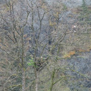 Two eagles & a nest amid early spring foliage.