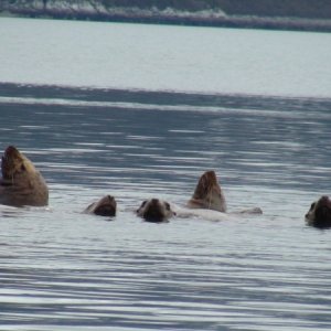 Sea lions in water close to their rookeries.