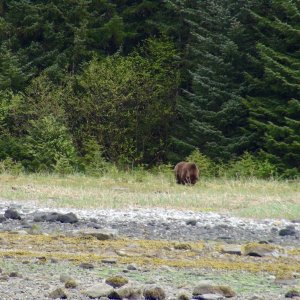 Large male grizzly bear Glacier Bay