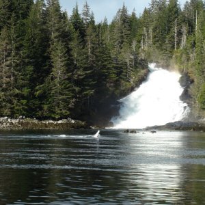 Warm Spring Bay, whale