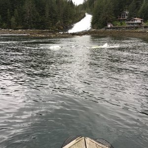 Whale would come to & go partially under the float plane dock