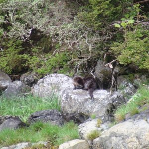 A river otter across the dock from the whale