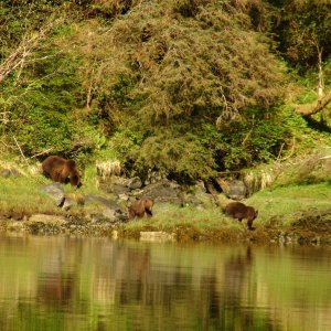Bears on east side of Gut Bay anchorage.