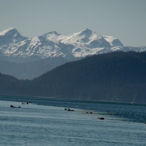 Sea otters, Dundas Bay