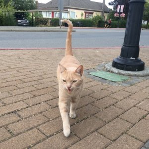 This friendly little buddy was making friends outside the market